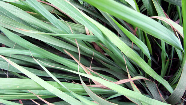 Fresh lemongrass leaves growing densely in a natural green environment