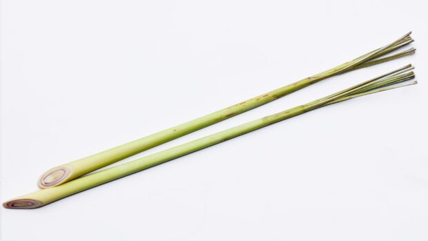 Fresh lemongrass stalks isolated on a white background showing natural texture
