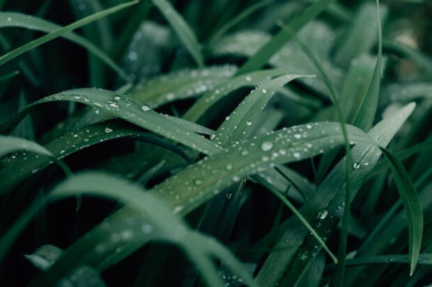 Close up of lemongrass leaves with water drops on a dark background
