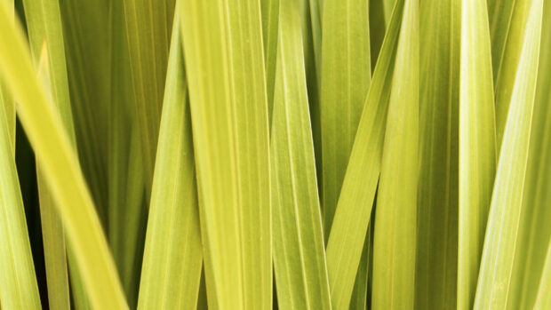 Close up view of fresh lemongrass leaves in vibrant green color