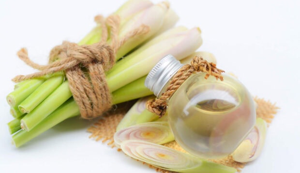 Fresh lemongrass stalks tied with rope next to lemongrass slices and a bottle of lemongrass oil