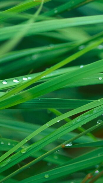 Close up of fresh lemongrass leaves with water droplets