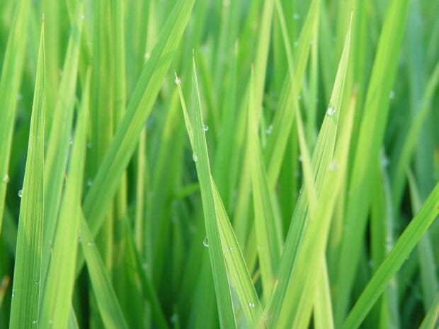 Fresh green lemongrass blades with dewdrops in a natural setting