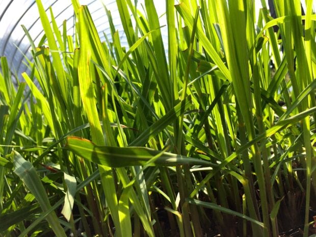 Fresh lemongrass plants growing densely in bright sunlight