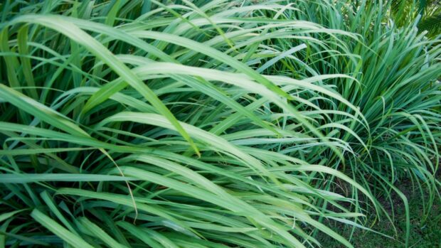 Fresh green lemongrass leaves growing densely in a natural garden environment
