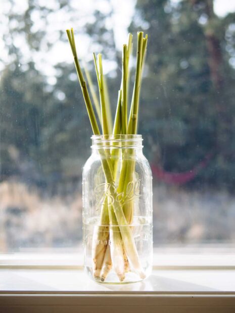 Fresh lemongrass stalks placed in a clear glass jar with water on a windowsill