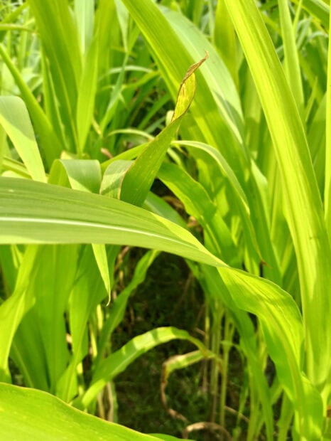 Fresh lemongrass leaves growing tall in a vibrant green field under sunlight
