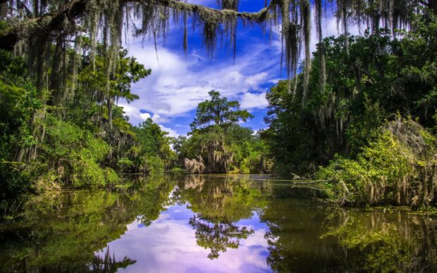 Beautiful Louisiana cypress trees reflected in calm water under a blue sky