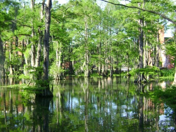 Cypress trees reflecting in a swamp scene of Louisiana wetlands