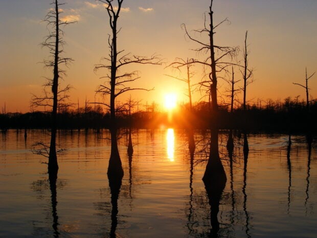 Sunset over Louisiana cypress trees reflecting in swamp water