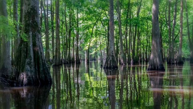 Green cypress trees standing in the flooded Louisiana landscape reflecting on the water surface
