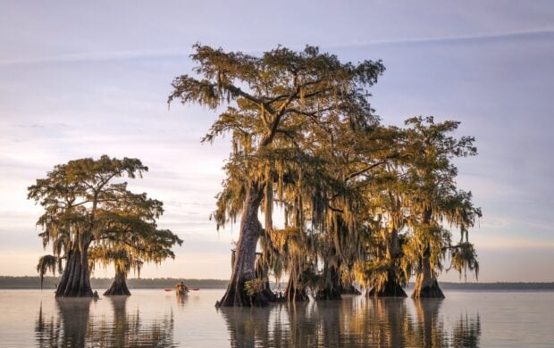 Large cypress trees with hanging moss in a Louisiana swamp with a person kayaking