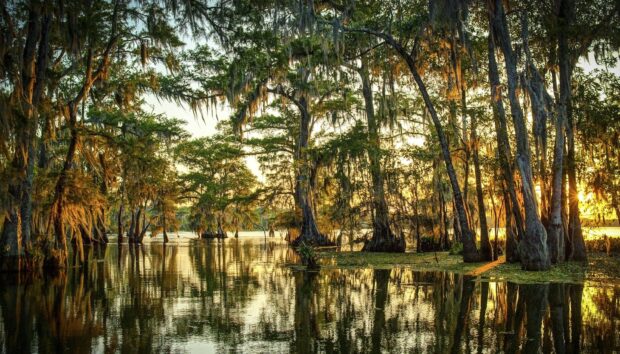 Louisiana swamp trees in golden sunlight reflecting on calm water in Louisiana