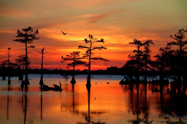Louisiana trees with birds at sunset in Louisiana