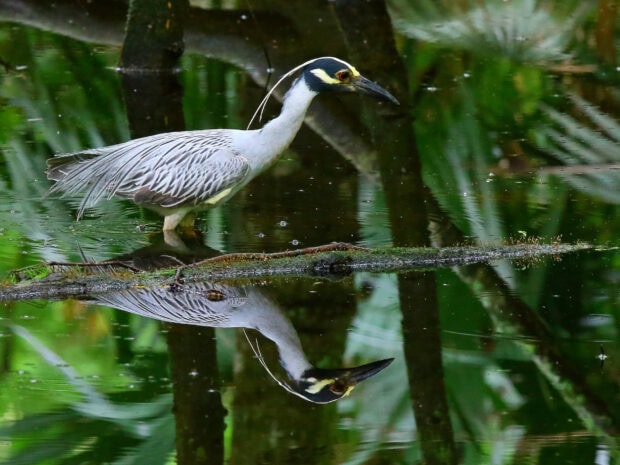 Yellow crowned night heron in Louisiana wetlands with reflection in water