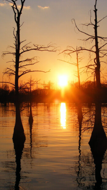 Bare trees reflected on water at sunset Louisiana