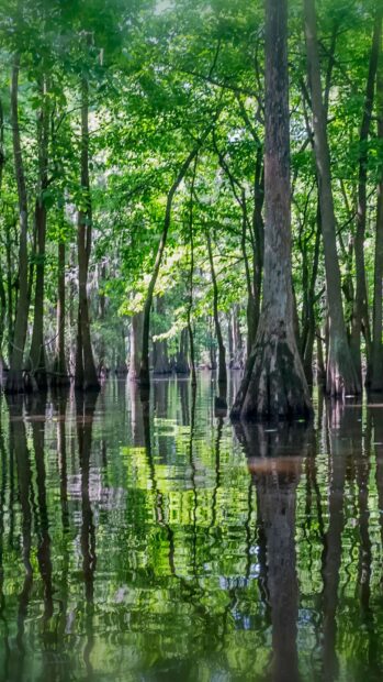 Beautiful Louisiana swamp with green trees reflected in calm water
