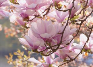 Close up of magnolia flowers blooming on a tree branch in spring sunlight