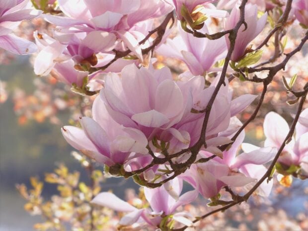 Close up of magnolia flowers blooming on a tree branch in spring sunlight