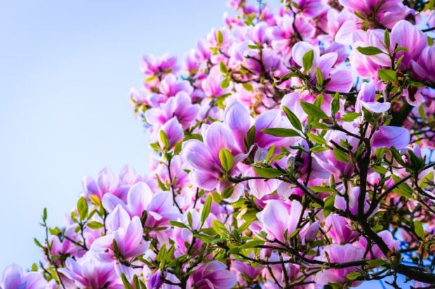 Close up of magnolia tree branch with pink flowers and green leaves against blue sky