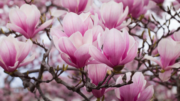 Close up of magnolia tree flowers in full bloom during spring season