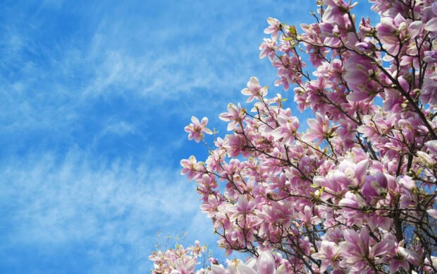 Pink magnolia tree blossoms blooming against a bright blue sky with wispy clouds