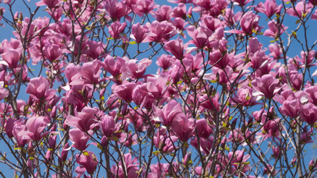 Pink magnolia tree blossoms blooming on branches against a clear blue sky
