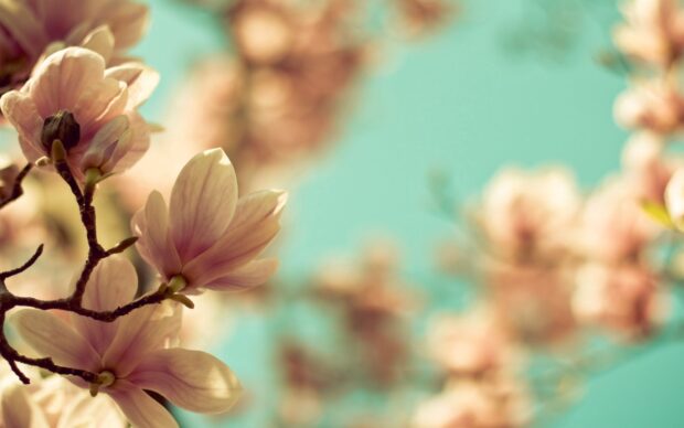 Soft blooming magnolia tree branches with delicate flowers against a clear blue sky
