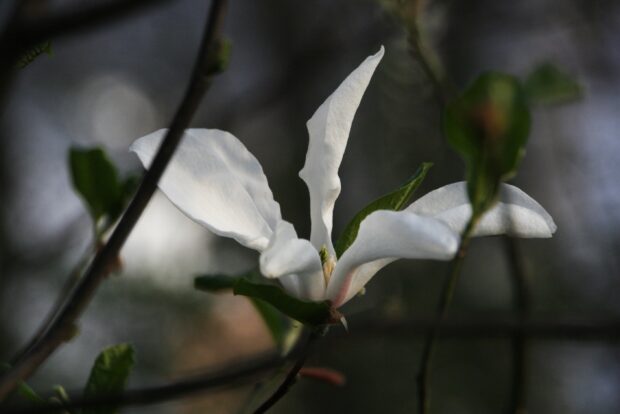 Close up of a magnolia tree blooming with white petals and green leaves