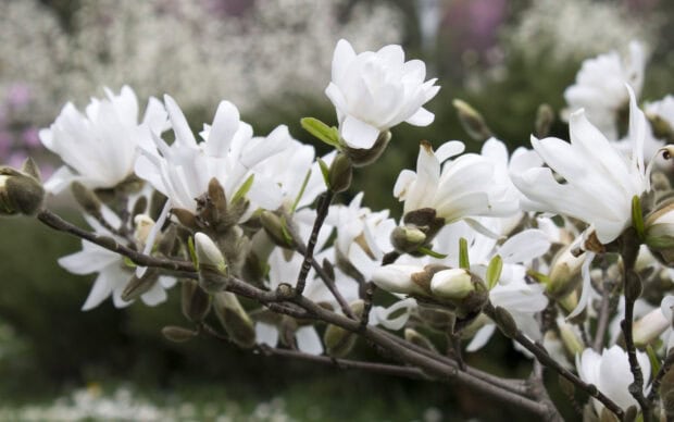 Close up of magnolia tree blooming with white flowers in spring season