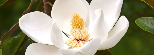 Close up of magnolia tree flower with white petals and yellow stamens