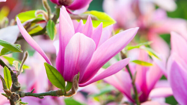 Close up of magnolia petals blooming with fresh green leaves in spring