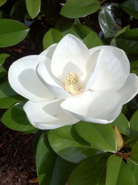 Close up of magnolia tree flower blooming with green leaves in background