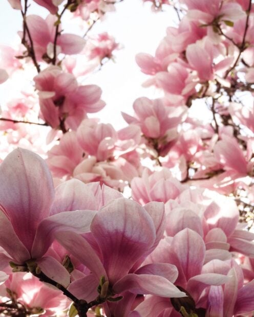 Close up of magnolia tree flowers blooming in soft pink petals
