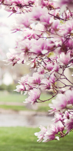 Close up of blooming magnolia tree branches with pink flowers in park setting