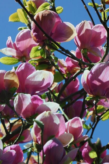 Close up of magnolia tree flowers blooming against a bright blue sky