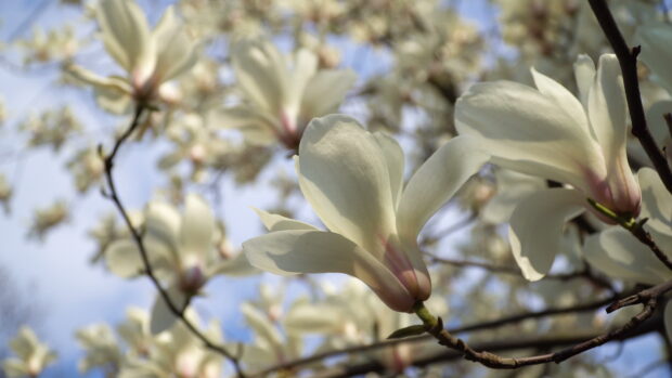 Close up of magnolia tree flowers blooming on branches in spring sunlight