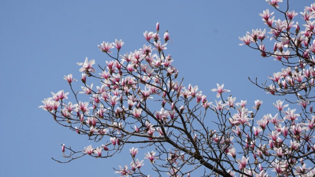 Magnolia tree branches with blooming pink flowers against a clear blue sky