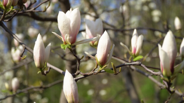 Magnolia tree buds blooming on branches during spring season