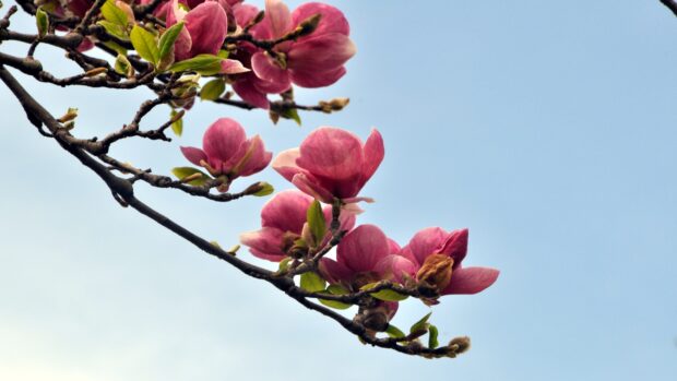 Pink magnolia tree flowers blooming on a branch against a clear sky