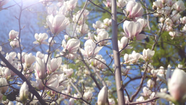 White magnolia tree blossoms blooming in sunlight on branches against blue sky