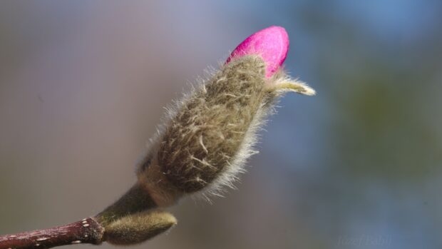 A close up of magnolia tree bud covered with fuzzy brown hairs and a small pink petal beginning to show