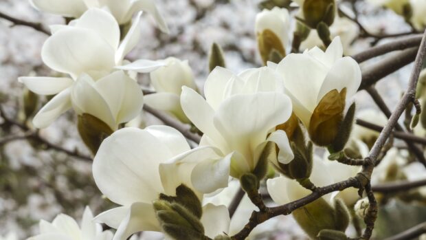Close up of magnolia tree white flowers blooming in spring season