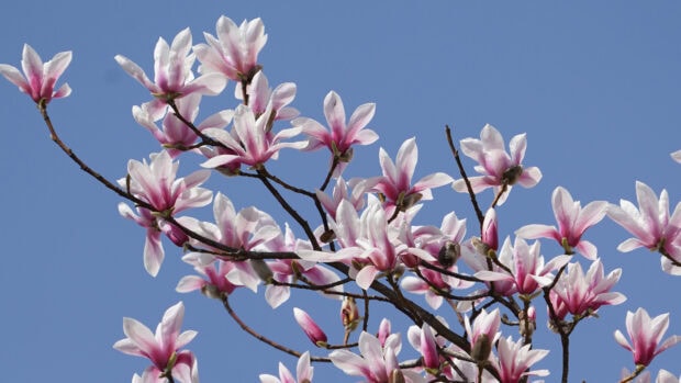 Magnolia tree branches with pink and white blossoms under a clear blue sky