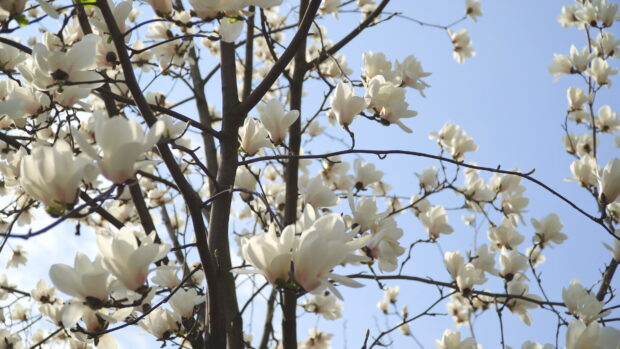 White magnolia tree blossoms blooming against a clear blue sky on a bright day