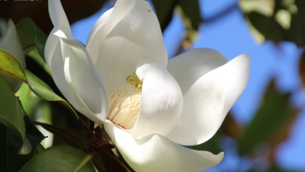 Close up of magnolia tree flower blooming with green leaves and blue sky background