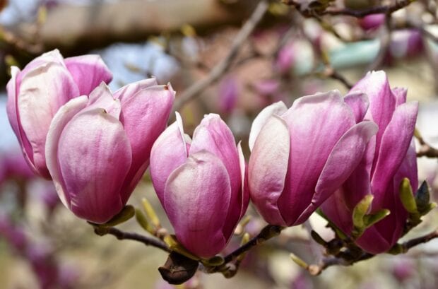 Close up of pink magnolia tree blossoms in full bloom on a branch
