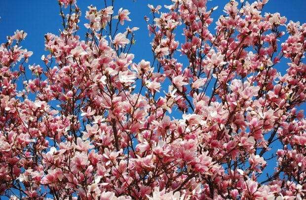 Magnolia tree in full bloom with pink flowers against a clear blue sky