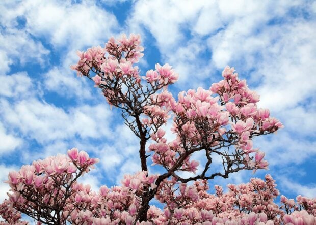 Pink magnolia tree blooming under a partly cloudy blue sky