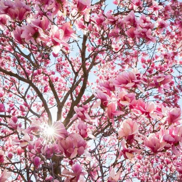 Sunlight shining through pink magnolia tree branches in full bloom